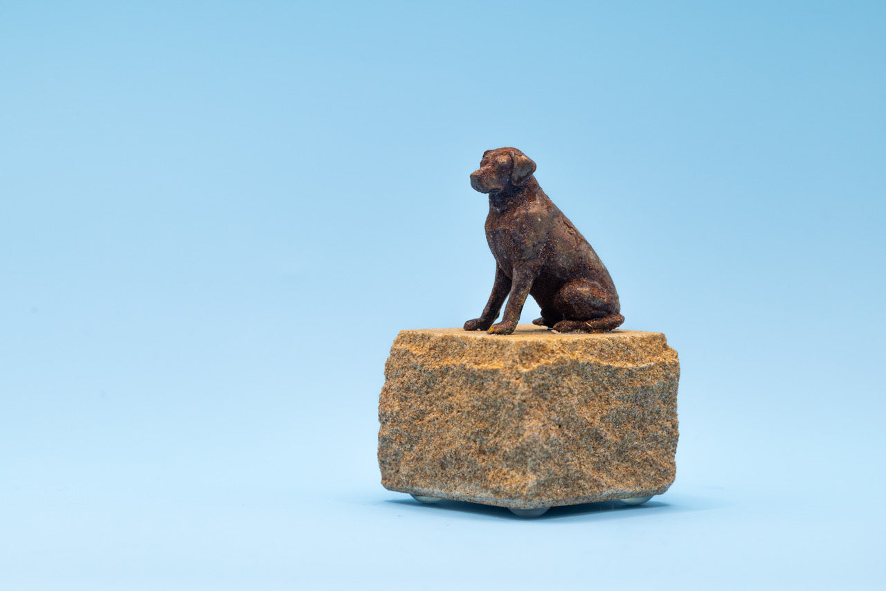 Lloyd the Labrador