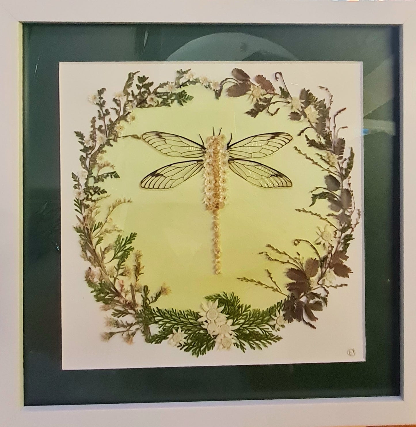 Dragonfly Dreaming