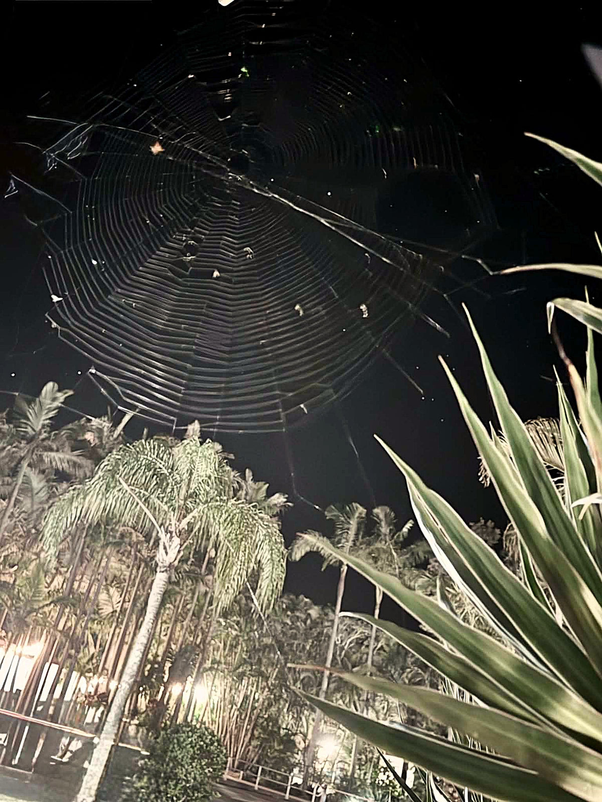 Night Web-  Duke Beveridge
