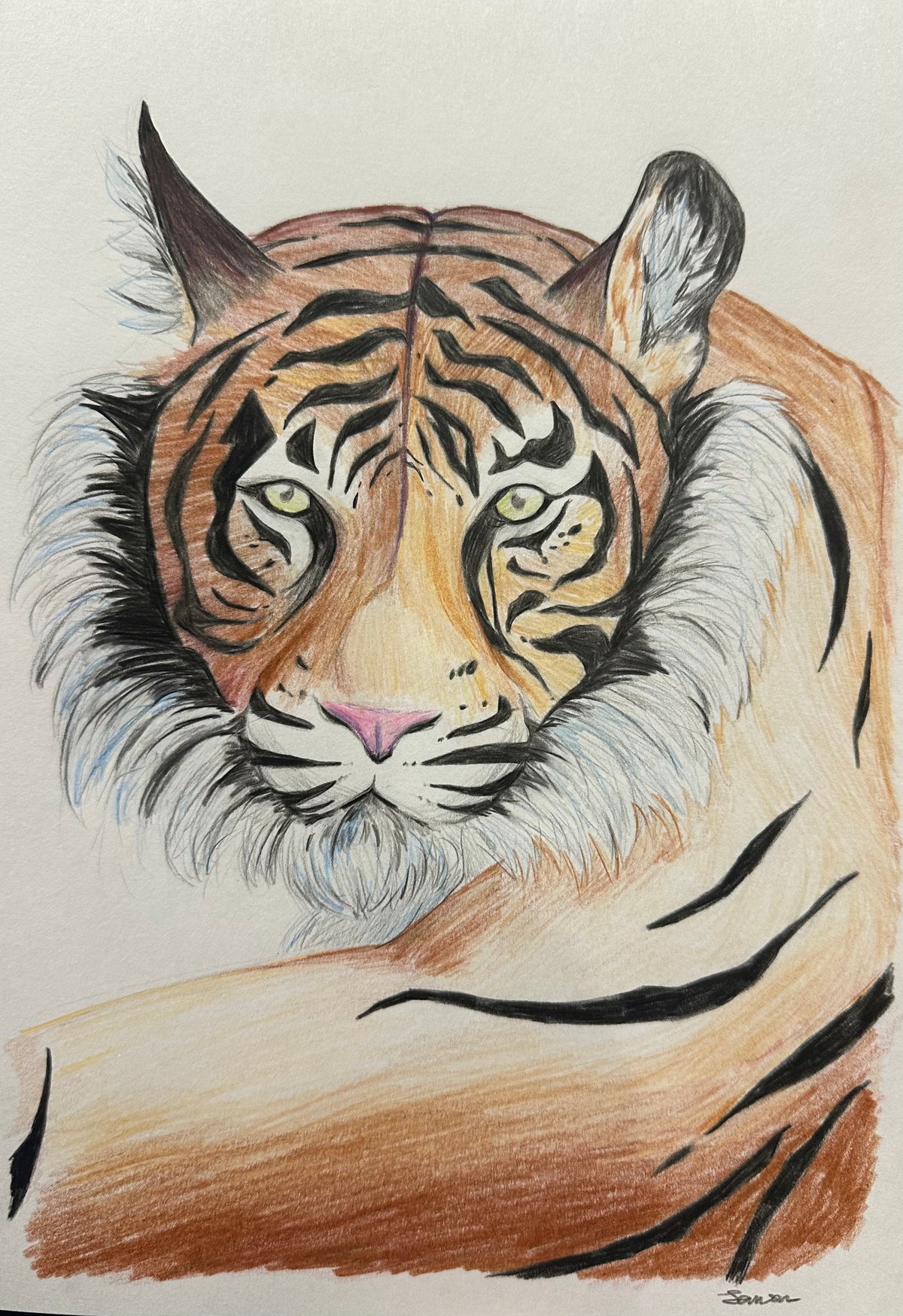 Tiger - Tamsin Pettiford