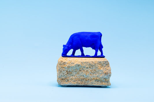 Blue Angus