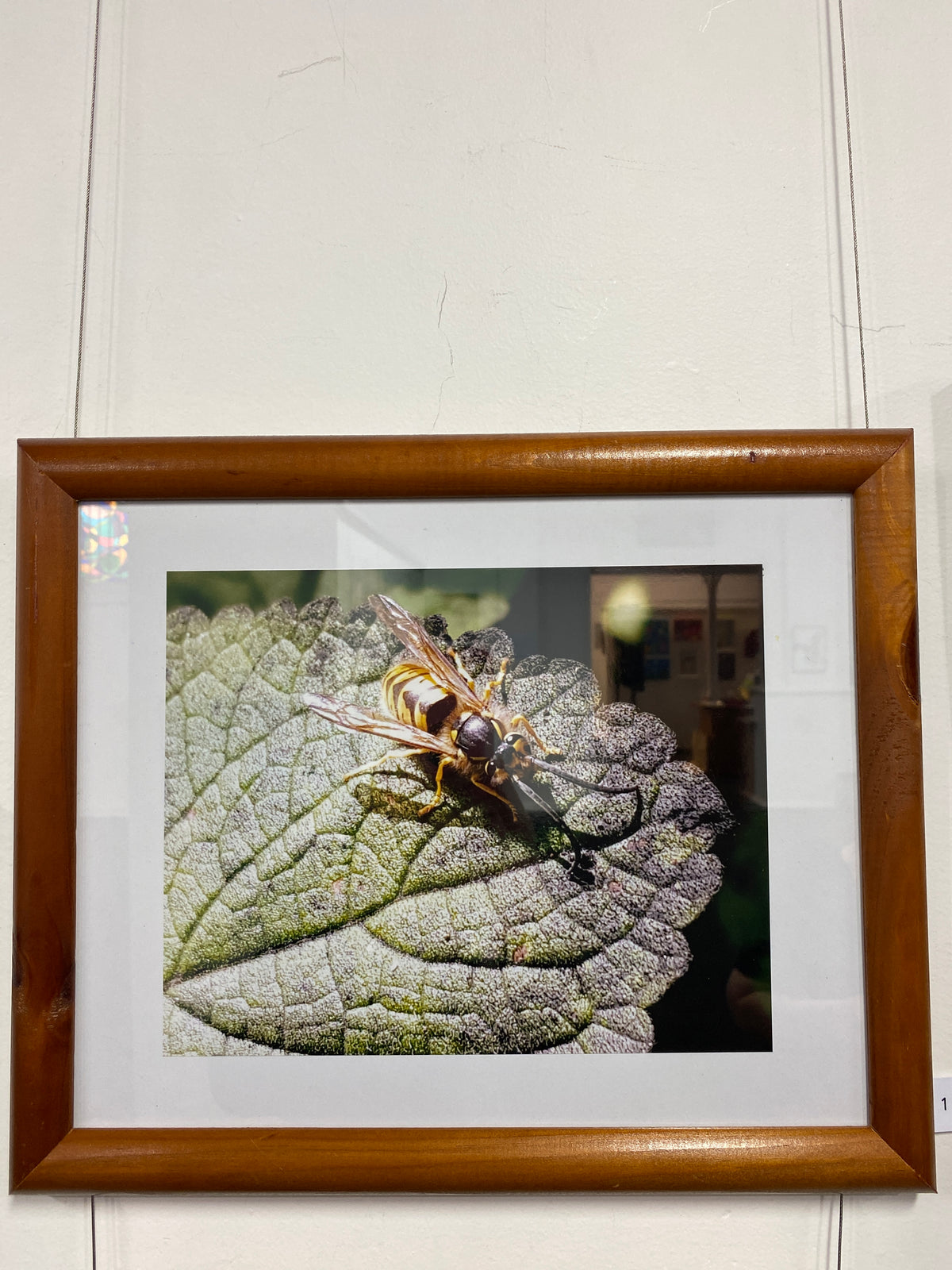 Helicopter Bee - Carolyn Mitchell
