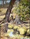 The Once and Future Spring - Angela Croll